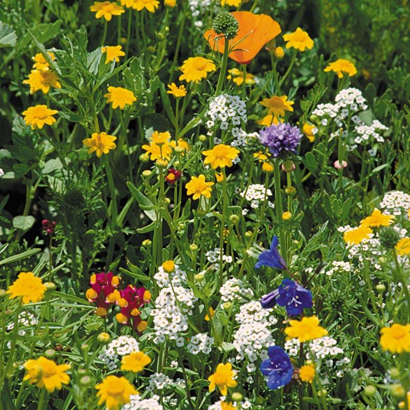 California Coastal Range Wildflower Mix (1/4 lb) Peaceful Valley