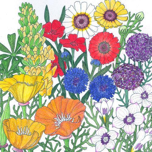 California Brilliant Wildflower Mix (lb) Peaceful Valley
