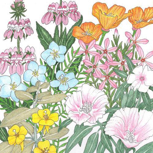California Coastal Range Wildflower Mix (1/4 lb) Peaceful Valley