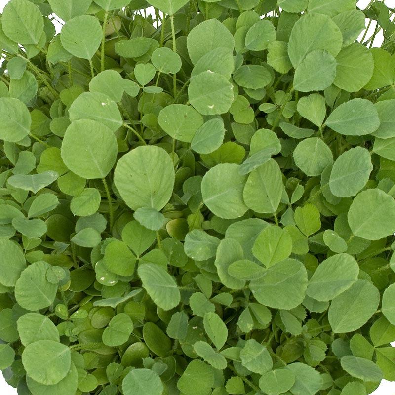 California Medic Mix - Nitrocoated Seed (lb) Grow Organic