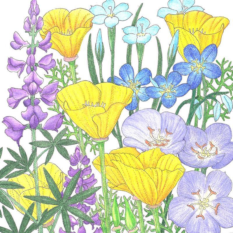 California Native Blue & Gold Wildflower Mix (1/4 lb) Peaceful Valley