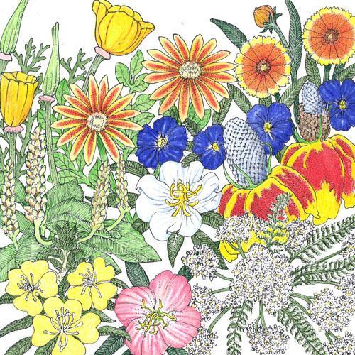 California Perennial Wildflower Mix (1/4 lb) Peaceful Valley