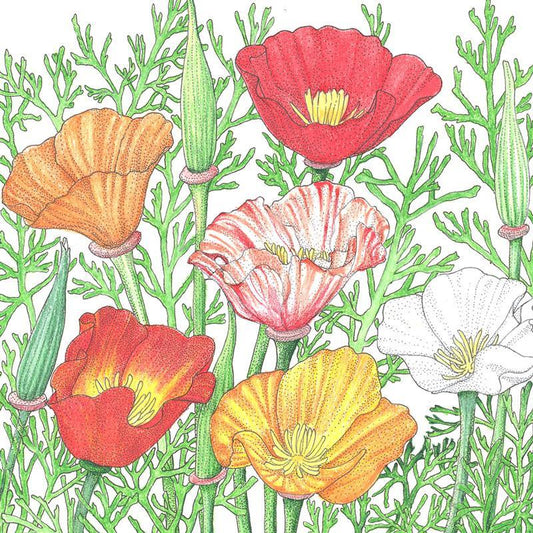 California Poppy, Mission Bells (1/4 lb) Peaceful Valley