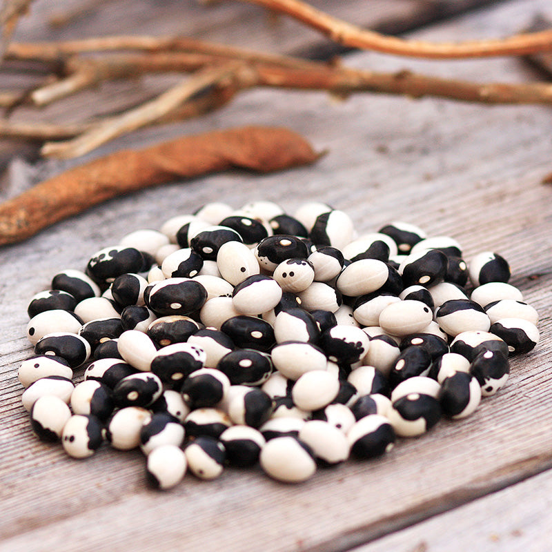 Orca Bush Bean Seeds (Organic) - Grow Organic Orca Bush Bean Seeds (Organic) Vegetable Seeds