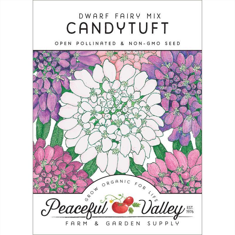 planting candytuft seeds Candytuft, Dwarf (pack)