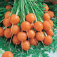 Parisian Carrot Seeds (Organic) - Grow Organic Parisian Carrot Seeds (Organic) Vegetable Seeds