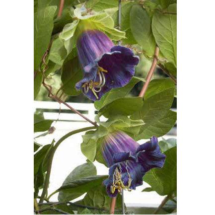 Cathedral Bells Flowering Vine Flower Seeds Renee's Garden
