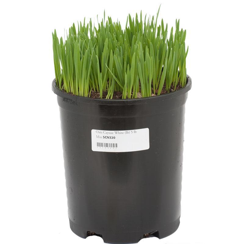 White Oats Seed (lb) Grow Organic