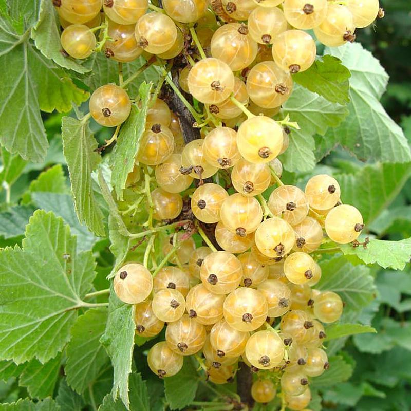 Cherry White Currant Grow Organic
