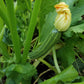 Organic Summer Squash, Cocozelle (1/4 lb) - Grow Organic Organic Summer Squash, Cocozelle (1/4 lb) Vegetable Seeds