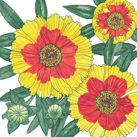 Coreopsis, Plains (1/4 lb) Peaceful Valley