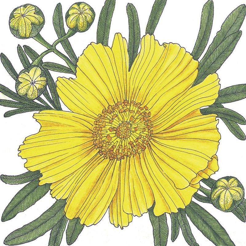 Coreopsis, Tall Lance-Leaved (1/4 lb) Peaceful Valley