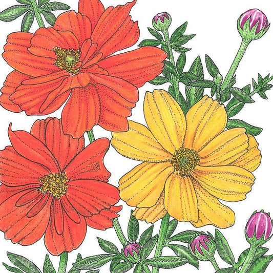 Cosmos, Bright Lights Mix (1/4 lb) Peaceful Valley