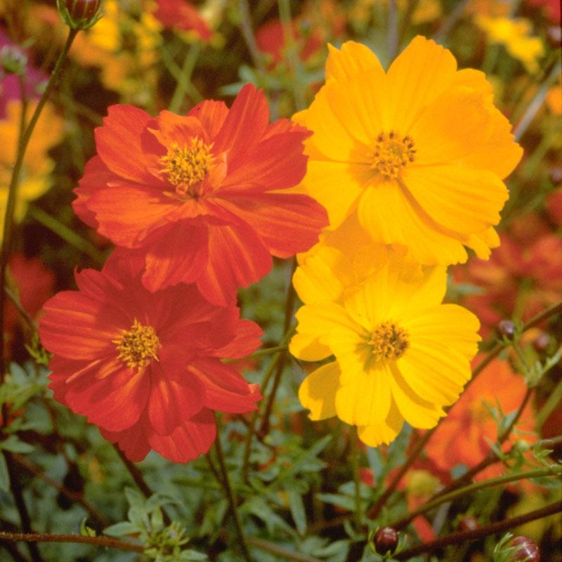 Cosmos, Bright Lights Mix (1/4 lb) Peaceful Valley