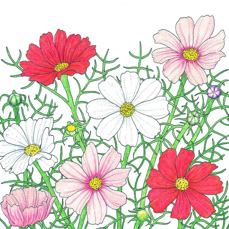 Cosmos, Sensation Mix (1/4 lb) Peaceful Valley