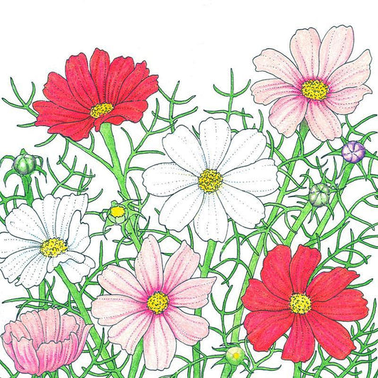 Cosmos, Sensation Mix (1/4 lb) Peaceful Valley