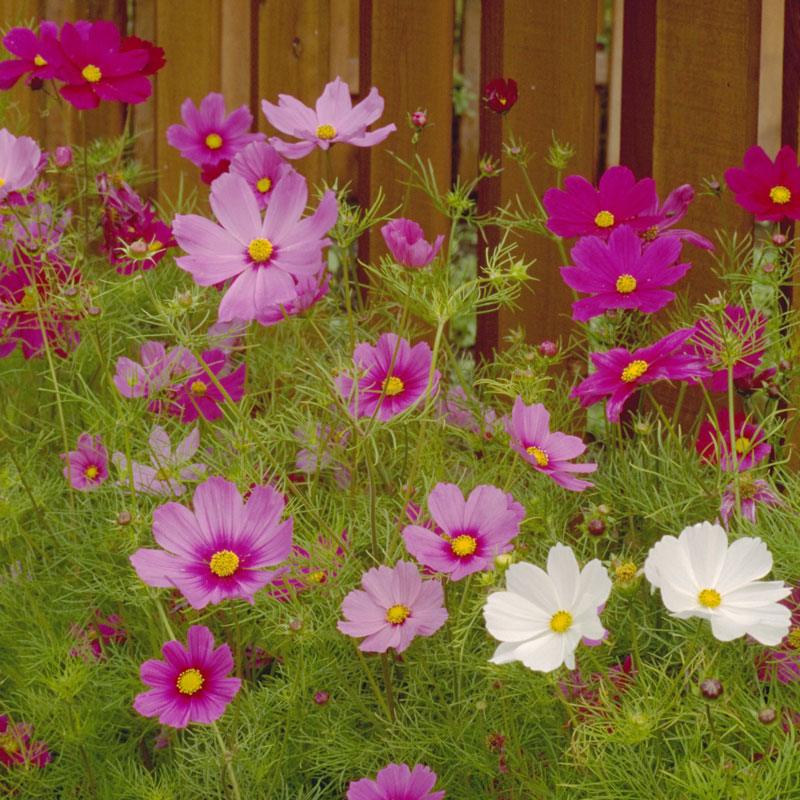 Cosmos, Sensation Mix (1/4 lb) - Grow Organic Cosmos, Sensation Mix (1/4 lb) Flower Seed & Bulbs