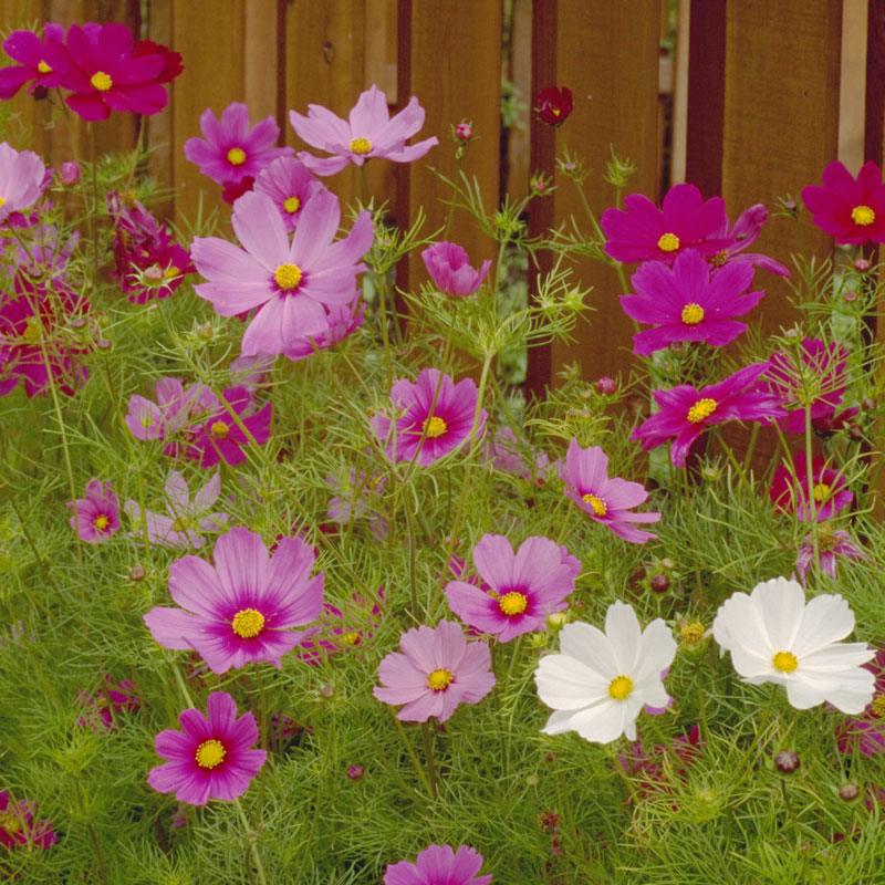 Cosmos, Sensation Mix (1/4 lb) Peaceful Valley