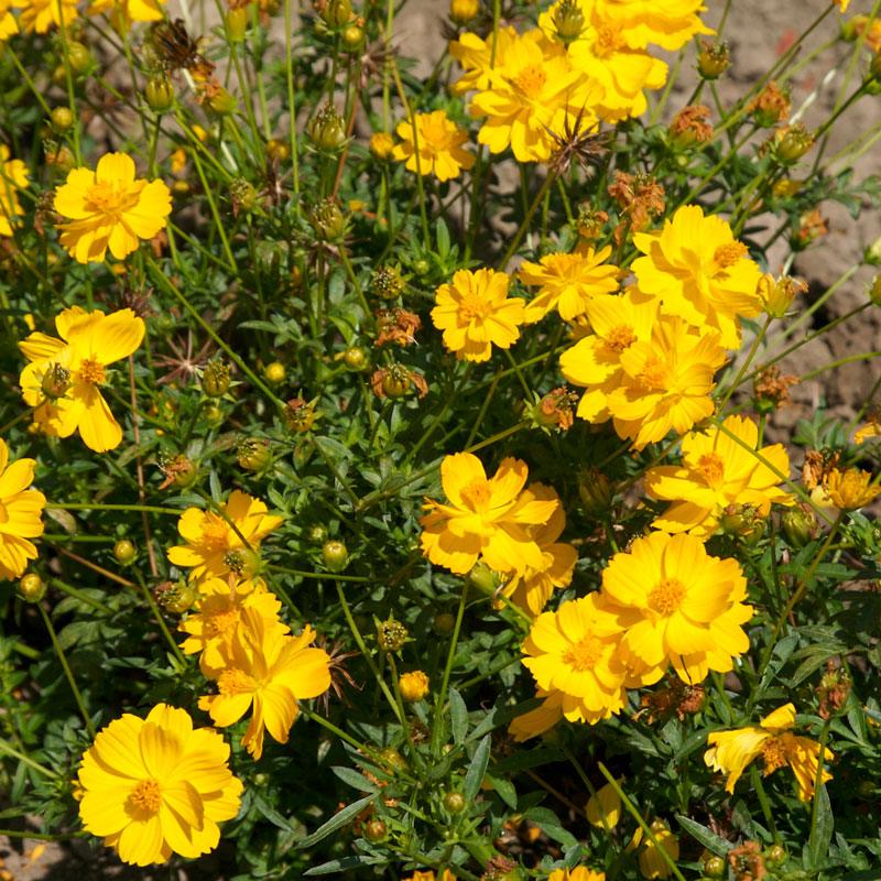Cosmos, Yellow (pack) Peaceful Valley