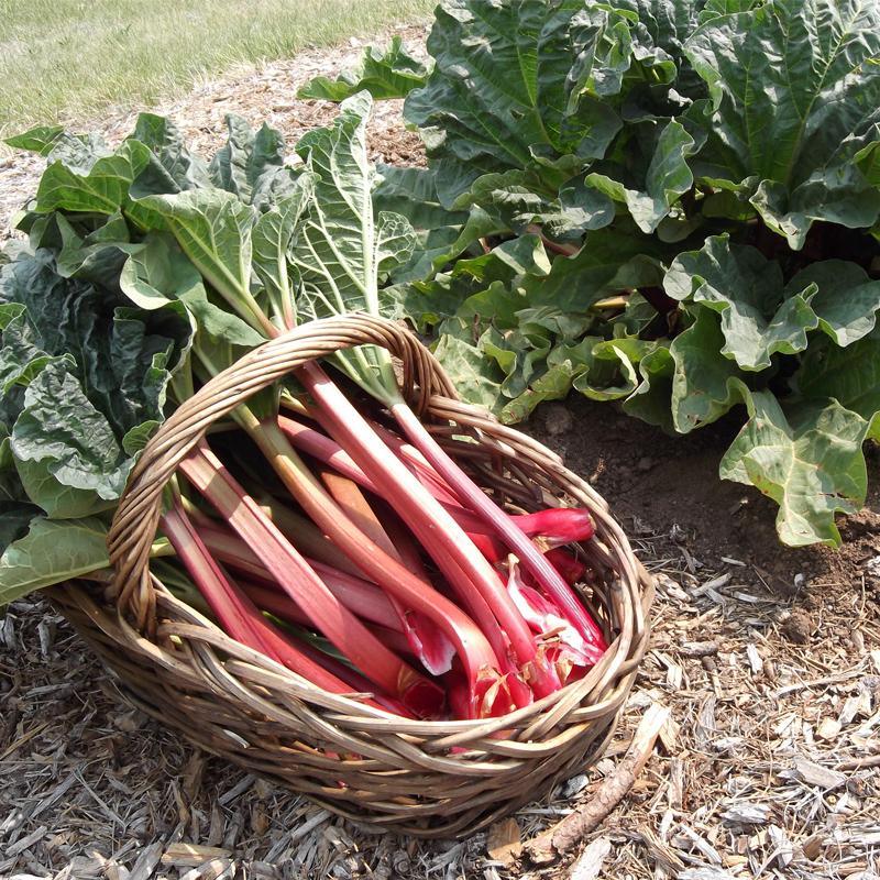 Crimson Cherry Rhubarb Grow Organic