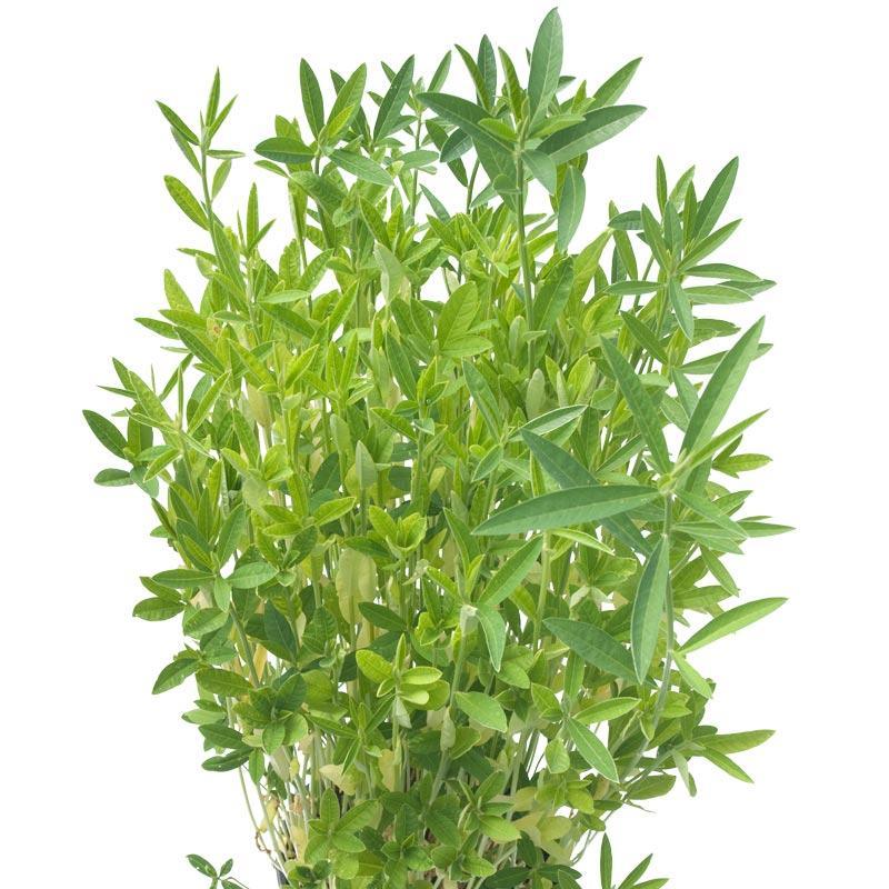 Crotolaria Juncea Sunn Hemp - Raw Seed (lb) Grow Organic