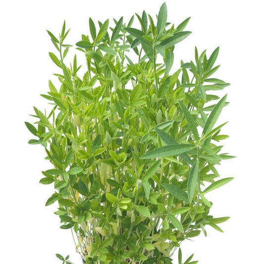 Crotolaria Juncea Sunn Hemp - Raw  Seed (lb) Grow Organic