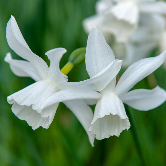 Triandrus Narcissus Thalia (Pack of 6) Netherland Bulb Company