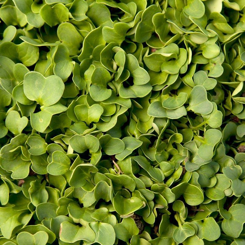 Daikon Radish Seed (Oilseed) (lb) Grow Organic