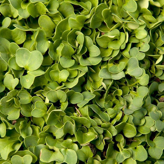 Daikon Radish Seed (Oilseed) (lb) Grow Organic