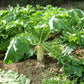Daikon Radish Seeds (Organic) - Grow Organic Daikon Radish Seeds (Organic) Vegetable Seeds