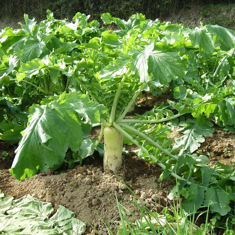 Daikon Radish (Organic) High Mowing Seeds