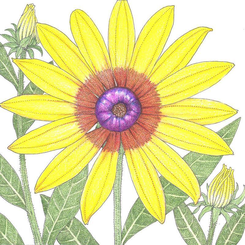 Daisy, Gloriosa (1/4 lb) Peaceful Valley