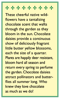 Fragrant Chocolate Daisy Flower Seeds Renee's Garden