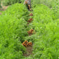 Danvers Carrot Seeds (Organic) - Grow Organic Danvers Carrot Seeds (Organic) Vegetable Seeds