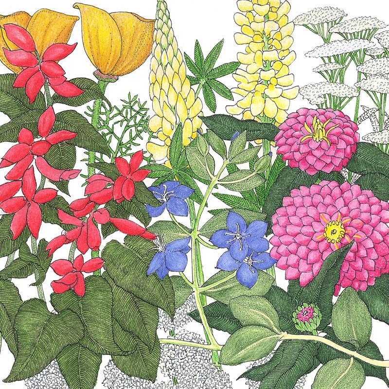 Deer Proof Garden Wildflower Mix (lb) SpringSale2023