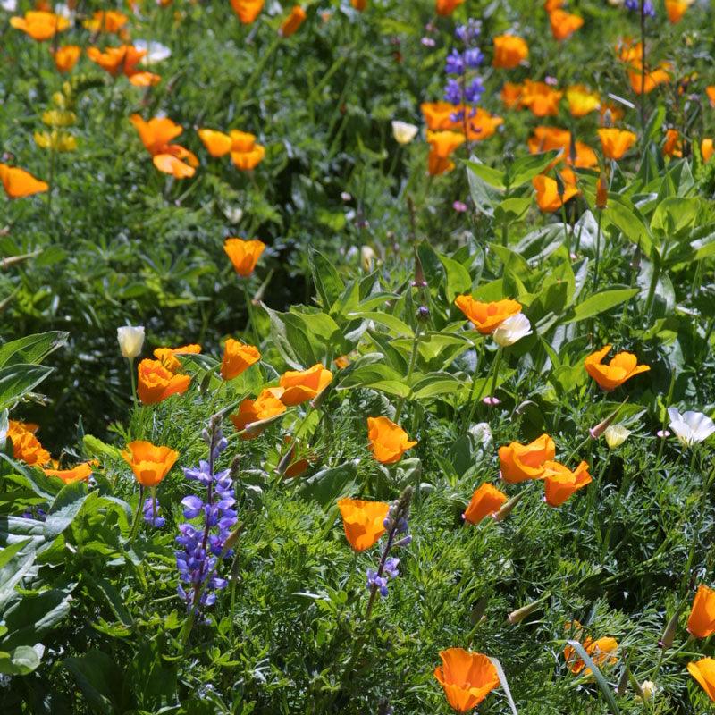 Deer Proof Garden Wildflower Mix (1/4 lb) Peaceful Valley