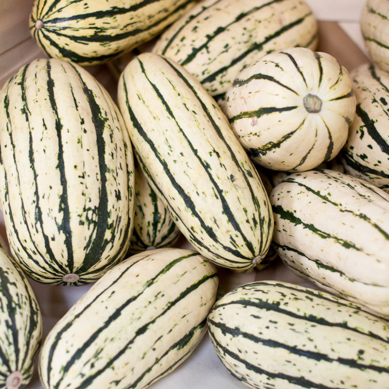 Organic Squash, Winter Delicata (1 oz) - Grow Organic Organic Squash, Winter Delicata (1 oz) Vegetable Seeds