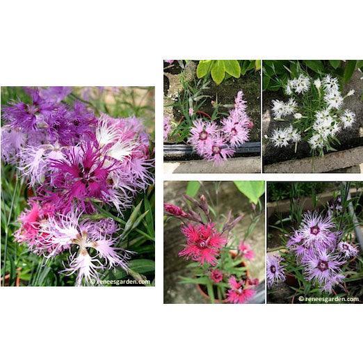 Fragrant Lace Perfume Dianthus Flower Seeds Renee's Garden