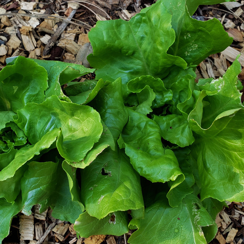 Organic Divina Lettuce from $3.99 - Grow Organic Divina Lettuce Seeds (Organic) Vegetable Seeds