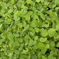 Doublecut Red Clover - Nitrocoated Seed - Grow Organic Doublecut Red Clover - Nitrocoated Seed (lb) Cover Crop