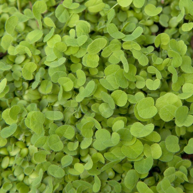 Doublecut Red Clover - Nitrocoated Seed (lb) Grow Organic