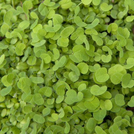 Doublecut Red Clover - Nitrocoated Seed (lb) Grow Organic