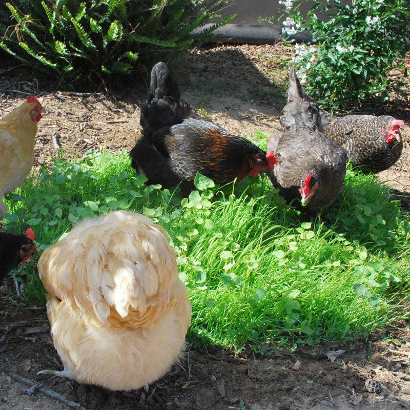 Peaceful Valley Omega-3 Chicken Forage Blend for Irrigated Land - Nitrocoated Seed (lb) Peaceful Valley