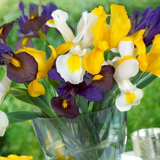 (Dutch) Iris Hollandica Blend (30/pk) Grow Organic