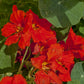 Nasturtium, Dwarf Jewel Mix (1/4 lb) - Grow Organic Nasturtium, Dwarf Jewel Mix (1/4 lb) Flower Seeds
