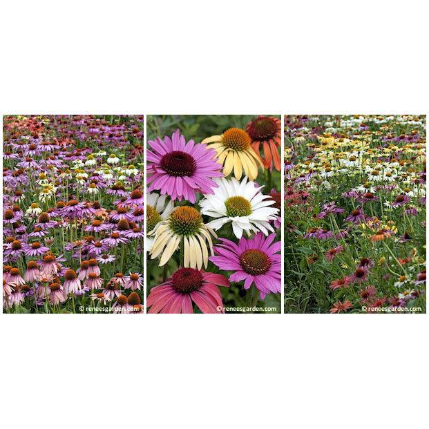 Butterfly Paradise Echinacea Flower Seed Mix Renee's Garden