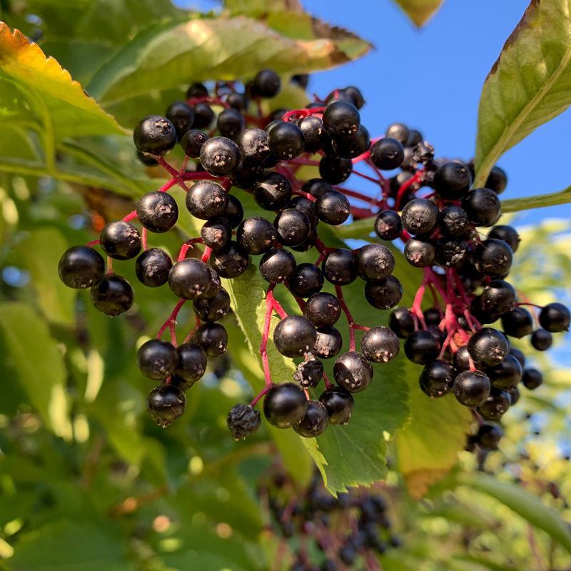 Elderberry Duo (1 each Nova and York) Grow Organic
