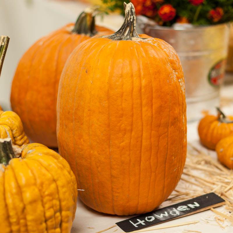 Howden Pumpkin Territorial Seed Company