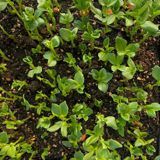 Fava Bean, Windsor, Raw Seed - Grow Organic Fava Bean, Windsor, Raw Seed (lb) Cover Crop