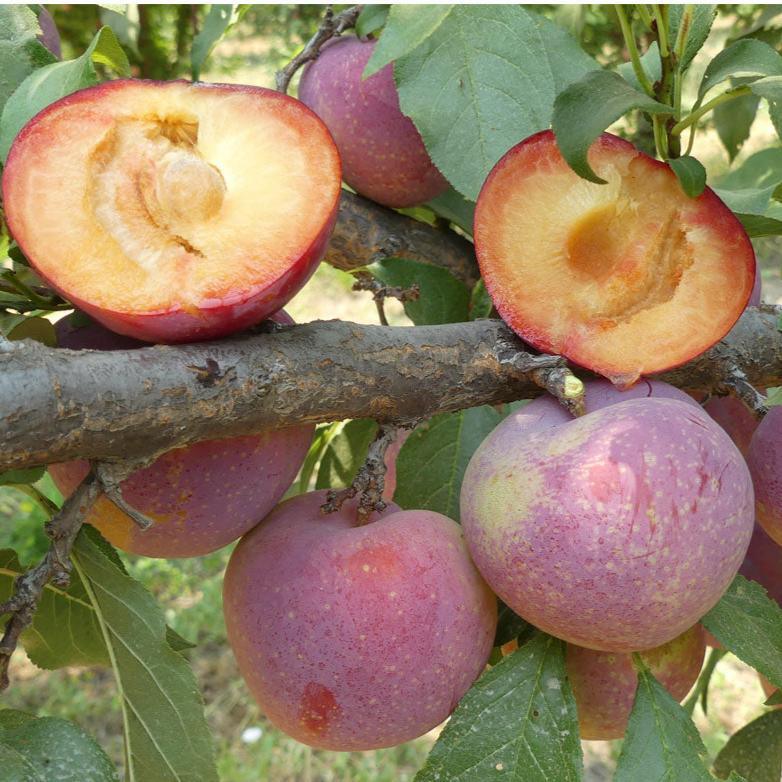 Flavor King Pluot Tree Grow Organic